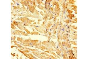 Immunohistochemistry of paraffin-embedded human heart tissue using ABIN7167709 at dilution of 1:100 (RGMA 抗体  (AA 153-408))