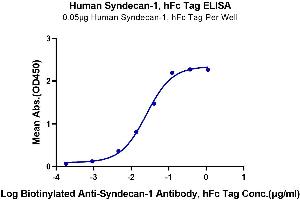 Immobilized Human Syndecan-1, hFc Tag at 0. (Syndecan 1 Protein (SDC1) (AA 23-254) (Fc Tag))