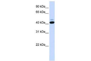 SMYD5 antibody used at 0. (SMYD5 抗体  (C-Term))
