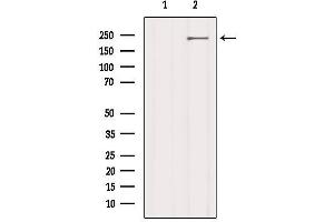 Western blot analysis of extracts from 3t3, using LRP4 Antibody. (LRP4 抗体  (N-Term))