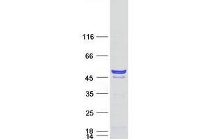 Cnpase Protein (Myc-DYKDDDDK Tag)