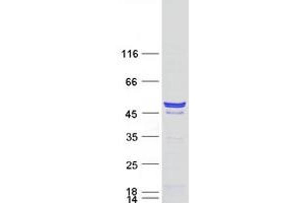 Cnpase Protein (Myc-DYKDDDDK Tag)