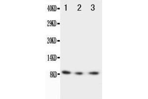 Western Blotting (WB) image for anti-Chemokine (C-X3-C Motif) Ligand 1 (CX3CL1) (AA 50-64), (N-Term) antibody (ABIN3042715) (CX3CL1 抗体  (N-Term))