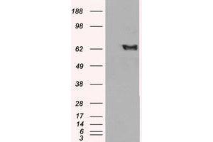 Image no. 1 for anti-EH-Domain Containing 2 (EHD2) (C-Term) antibody (ABIN374469) (EHD2 抗体  (C-Term))