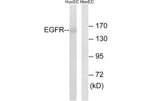 Western blot analysis of extracts from HUVEC cells, using EGFR (epitope around residue 1026) antibody. (EGFR 抗体  (Ser1026))
