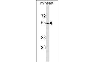 Western blot analysis in mouse heart tissue lysates (35ug/lane). (RHCG 抗体  (AA 184-213))
