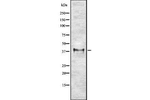 Western blot analysis of ETV2 using K562 whole cell lysates (ETV2 抗体  (Internal Region))