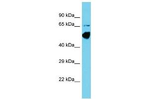 Host: Rabbit Target Name: CCDC41 Sample Type: COLO205 Whole Cell lysates Antibody Dilution: 1. (CCDC41 抗体  (N-Term))