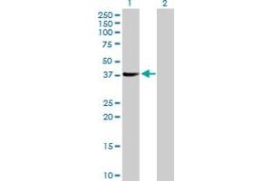 Western Blot analysis of SUGT1 expression in transfected 293T cell line by SUGT1 MaxPab polyclonal antibody. (SUGT1 抗体  (AA 1-333))