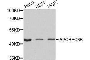 Western blot analysis of extracts of various cell lines, using APOBEC3B antibody. (APOBEC3B 抗体)