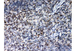 Anti- MIF Picoband antibody, IHC(P) IHC(P): Human Tonsil Tissue (MIF 抗体  (AA 2-115))