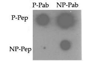 Image no. 1 for anti-TRAF2 and NCK Interacting Kinase (TNIK) (pSer764) antibody (ABIN358244) (TNIK 抗体  (pSer764))