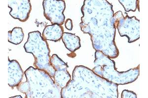 Formalin-fixed, paraffin-embedded human Placenta stained with CD71 Mouse Monoclonal Antibody (TFRC/1839). (Transferrin Receptor 抗体  (AA 94-212))