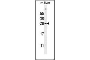 Western blot analysis of FAT10 Antibody (C-term) in mouse liver tissue lysates (35ug/lane). (UBD 抗体  (C-Term))
