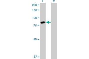 Western Blot analysis of STAT5A expression in transfected 293T cell line by STAT5A MaxPab polyclonal antibody. (STAT5A 抗体  (AA 1-794))