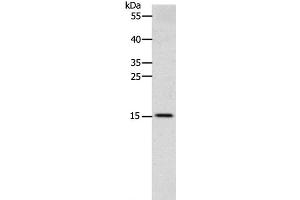 Western Blot analysis of Human fetal brain tissue using CST3 Polyclonal Antibody at dilution of 1:2400 (CST3 抗体)