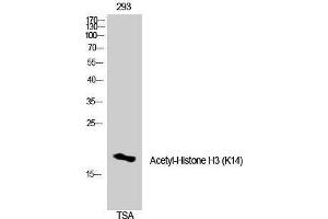 Western Blotting (WB) image for anti-Histone 3 (H3) (H3K14ac) antibody (ABIN3179367) (Histone 3 抗体  (H3K14ac))