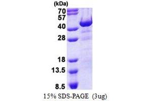 Hematopoietically Expressed Homeobox (HHEX) (AA 1-270) protein (His tag)