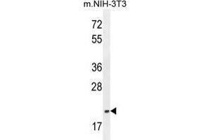 TCAL3 Antibody (N-term) western blot analysis in mouse NIH-3T3 cell line lysates (35 µg/lane). (TCEAL3 抗体  (N-Term))