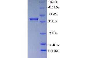 SDS-PAGE (SDS) image for PCNA Clamp Associated Factor (PAF) (AA 1-111), (full length) protein (GST tag) (ABIN5709801) (KIAA0101 Protein (AA 1-111, full length) (GST tag))