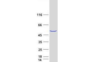 Validation with Western Blot (METTL18 Protein (Myc-DYKDDDDK Tag))