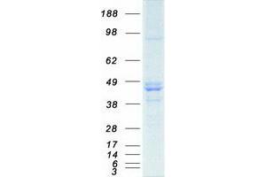 Western Blotting (WB) image for Interleukin Enhancer Binding Factor 2, 45kDa (ILF2) protein (Myc-DYKDDDDK Tag) (ABIN2723410)
