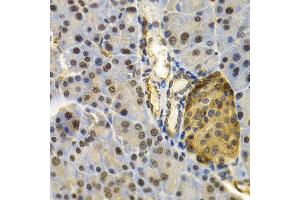 Immunohistochemistry of paraffin-embedded mouse pancreas using UBD antibody at dilution of 1:200 (400x lens). (UBD 抗体)