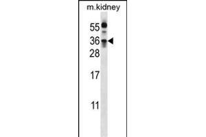 KLK8 Antibody  (ABIN652199 and ABIN2840745) western blot analysis in mouse kidney tissue lysates (35 μg/lane). (Kallikrein 8 抗体  (AA 143-172))