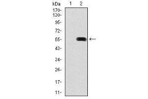 Image no. 2 for anti-Pancreatic and Duodenal Homeobox 1 (PDX1) antibody (ABIN1500143)