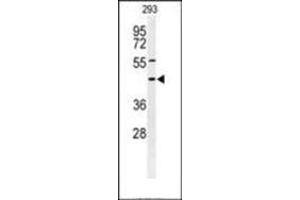 Western blot analysis of Syntaxin 1A / STX1A Antibody (N-term) in 293 cell line lysates (35ug/lane).