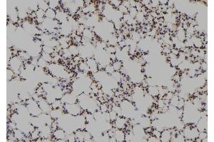 ABIN6269100 at 1/100 staining Mouse lung tissue by IHC-P.