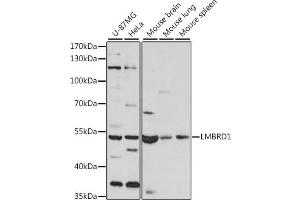 LMBRD1 抗体  (AA 220-300)