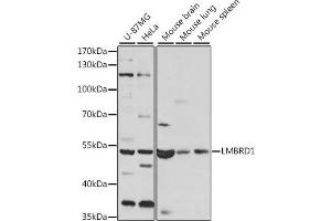 Western blot analysis of extracts of various cell lines, using LMBRD1 antibody (ABIN7268291) at 1:1000 dilution.