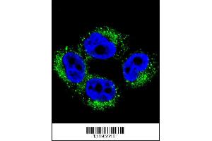 Immunofluorescence (IF) image for anti-Adaptor-Related Protein Complex 1, mu 1 Subunit (AP1M1) (AA 199-227) antibody (ABIN5535743)