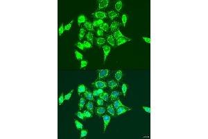 Immunofluorescence analysis of U2OS cells using RASGRP3 antibody. (RASGRP3 抗体  (AA 540-689))
