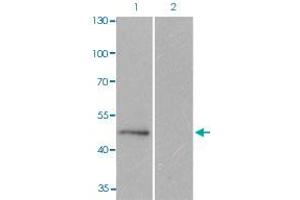 Western blot analysis of Lane 1: C6 cells, Lane 2: calf intestinal phosphatase (CIP) treated C6 cells with MAPT (phospho S404) polyclonal antibody  at 1:500-1:1000 dilution. (MAPT 抗体  (pSer404))