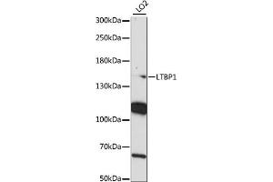 Western blot analysis of extracts of LO2 cells, using LTBP1 antibody (ABIN7268189) at 1:1000 dilution.