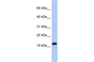 Western Blotting (WB) image for anti-Ribosomal Protein L30 (RPL30) antibody (ABIN2463956) (RPL30 抗体)