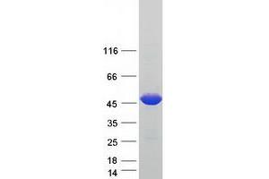 Western Blotting (WB) image for Nuclear Prelamin A Recognition Factor (NARF) (Transcript Variant 3) protein (Myc-DYKDDDDK Tag) (ABIN2726832)