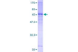 Dnmt2 Protein (AA 1-391) (GST tag)