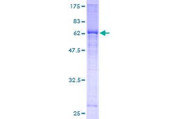 Dnmt2 Protein (AA 1-391) (GST tag)