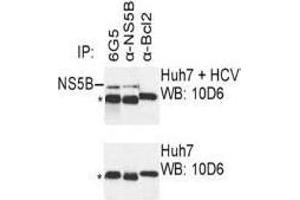 Western Blotting (WB) image for anti-Hepatitis C Virus NS5 (HCV NS5) (AA 77-86) antibody (ABIN781781)
