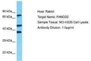 Host: Rabbit Target Name: FANCD2 Sample Type: NCI-H226 Whole Cell lysates Antibody Dilution: 1. (FANCD2 抗体  (Middle Region))