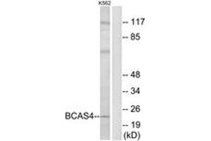 Western blot analysis of extracts from K562 cells, using BCAS4 Antibody. (BCAS4 抗体  (AA 31-80))