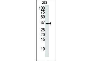 Western blot analysis of anti-hDGUOK-M1 Pab (ABIN391122 and ABIN2841249) in 293 cell line lysate (35 μg/lane). (Deoxyguanosine Kinase 抗体  (N-Term))