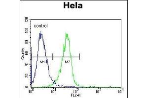 Flow Cytometry (FACS) image for anti-V-Raf-1 Murine Leukemia Viral Oncogene Homolog 1 (RAF1) (AA 1-30), (N-Term) antibody (ABIN392261)