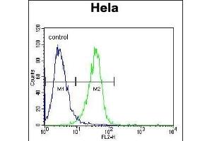 RAF1 Antibody (N-term) (ABIN392261 and ABIN2841943) flow cytometric analysis of Hela cells (right histogram) compared to a negative control cell (left histogram). (RAF1 抗体  (N-Term))