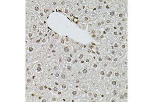 Immunohistochemistry of paraffin-embedded mouse liver using FGF2 antibody (ABIN1872685) at dilution of 1:100 (40x lens). (FGF2 抗体)