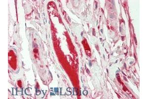 IHC-P analysis of Human Intestine Tissue, with HE staining. (FGA 抗体  (AA 124-214))