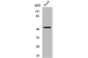Western Blotting (WB) image for anti-Tumor Protein P53 (TP53) (C-Term) antibody (ABIN7185391)